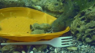 Denizin plastik kirliliği: Deniz tabanındaki plastik atıklar arasında Goby balığı.