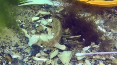 Denizin plastik kirliliği: deniz tabanındaki plastik çöplerin arasındaki balık balığı.