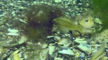 Spawning Gray wrasse (Symphodus cinereus).