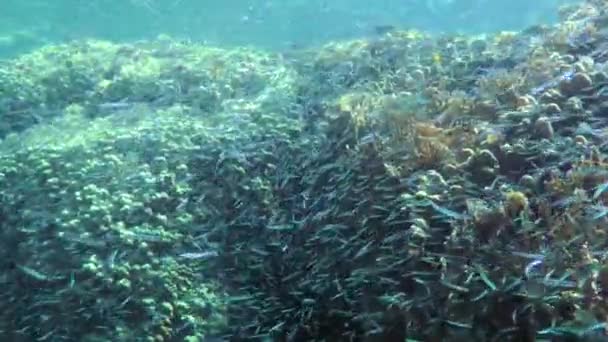 A big school of small fish fish on the background of a coral reef. — Video Stock