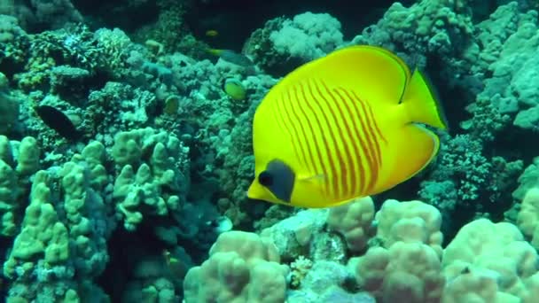 Ein leuchtend gelber Schmetterlingsfisch vor dem Hintergrund eines Korallenriffs. — Stockvideo