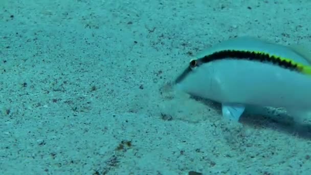 Peixe-cabra do Mar Vermelho cava a areia em busca de comida. — Vídeo de Stock
