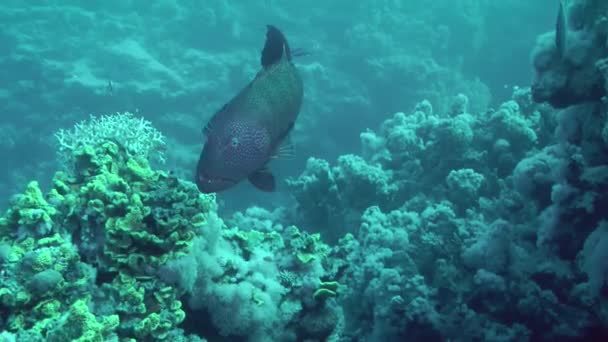 珊瑚礁背景上的豹石斑鱼对. — 图库视频影像