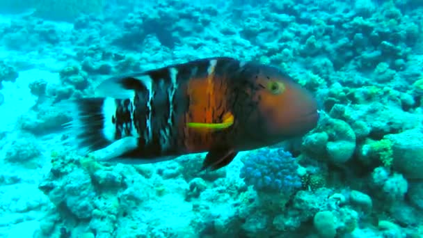 Ljusa Redbreasted wrasse på bakgrunden av ett korallrev. — Stockvideo