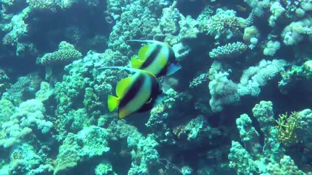 Röda havet Bannerfish mot bakgrund av korallrev. — Stockvideo