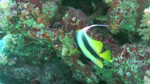 Vörös-tengeri bannerfish hátterében korallzátony. — Stock videók