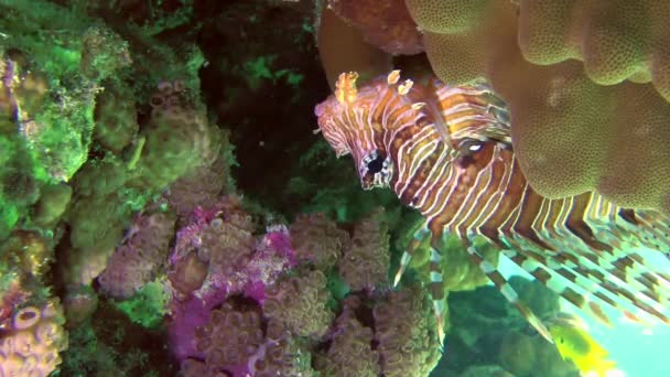 Pez león rojo cerca del arrecife de coral. — Vídeos de Stock