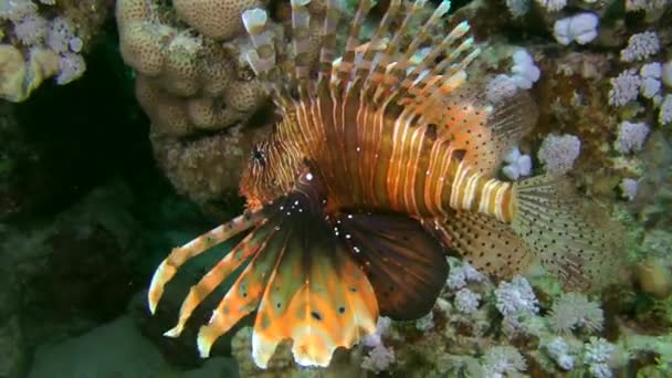 Feuerfische vor dem Hintergrund des Korallenriffs. — Stockvideo