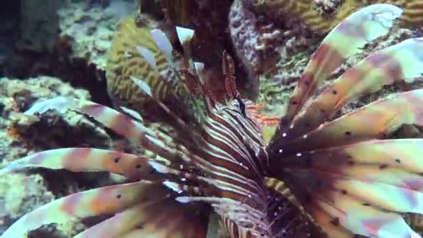 Common Lionfish near coral reef. — Stock Video