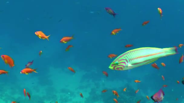 Uma escola de Lyretail Anthias contra um fundo de recife de coral. — Vídeo de Stock