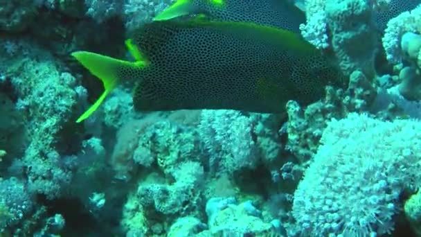 산호 사이에 있는 갈색 점 이 있는 스핑크스. — 비디오