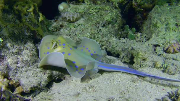 Blue-spotted Stingray on the sandy bottom. — Vídeo de stock