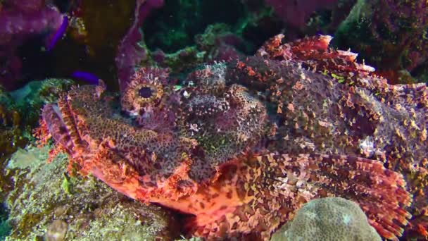 Smallscale scorpionfish on the seabed. — Video