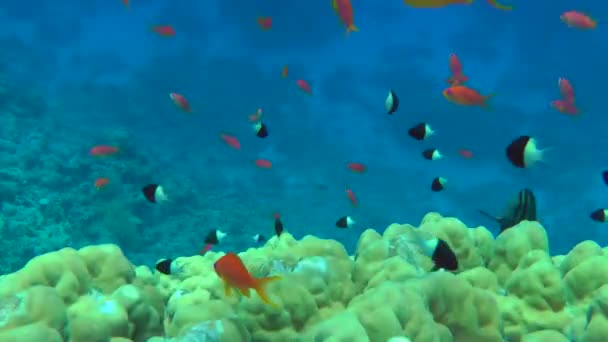 Rode Zee Zeilvin Tang bij een koraalrif. — Stockvideo