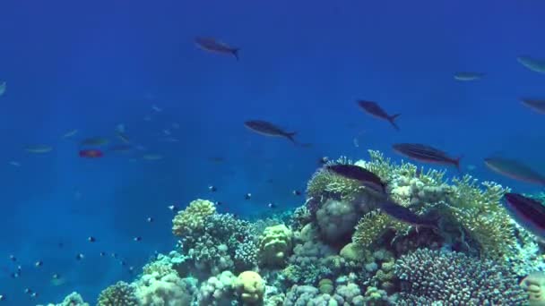 Un troupeau de Suez Fusilier aux couleurs vives contre un récif corallien. — Video