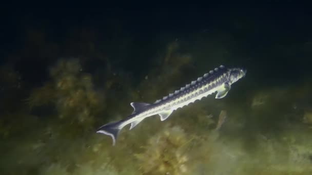 A Diamond sturgeon swims over an algae-covered seabed. — Video