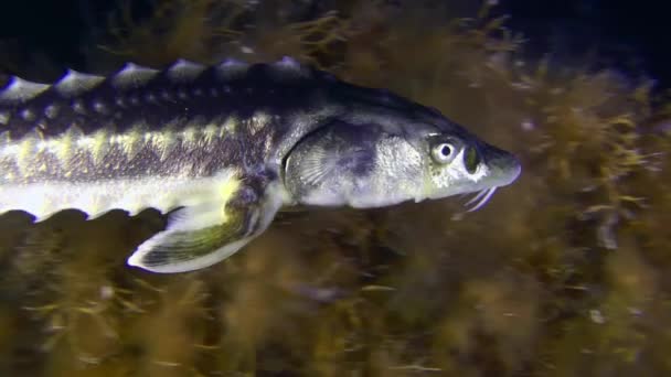 A Russian sturgeon over an algae-covered bottom. — Stock Video