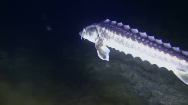 Um esturjão-do-mar-negro nada sobre um tiro noturno coberto de algas. — Vídeo de Stock