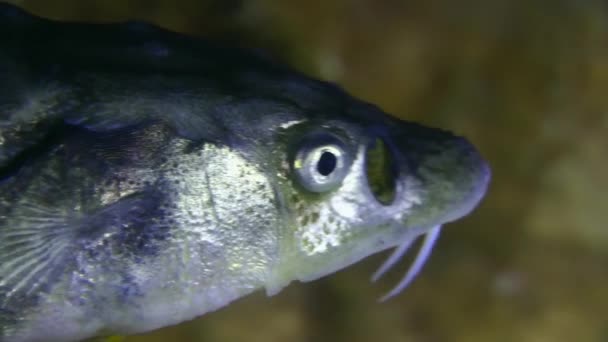 조류로 뒤덮인 해저 밤에 촬영한 도나우강 철갑상어. — 비디오