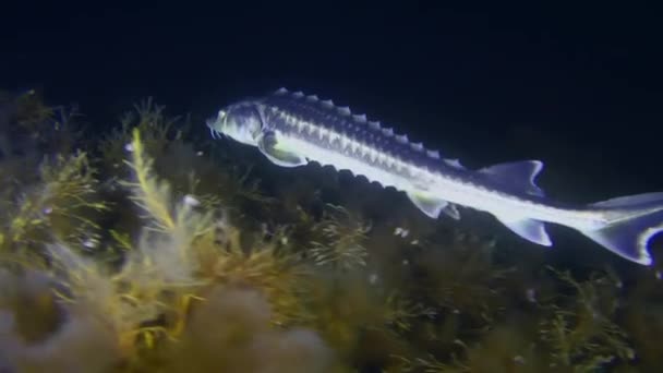 Egy kaszpi tokhal úszik egy algákkal borított tengerfenék felett.. — Stock videók