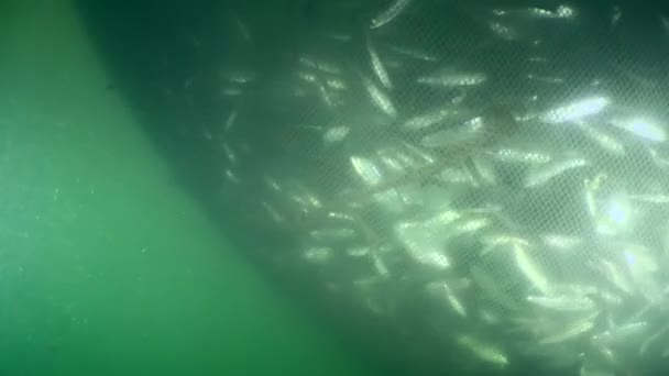Fish inside the fishing net, shooting outside. — Stock Video