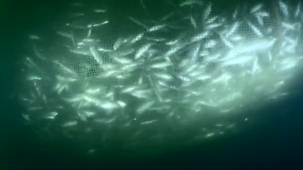 Peces dentro de la red de pesca, disparando fuera. — Vídeo de stock