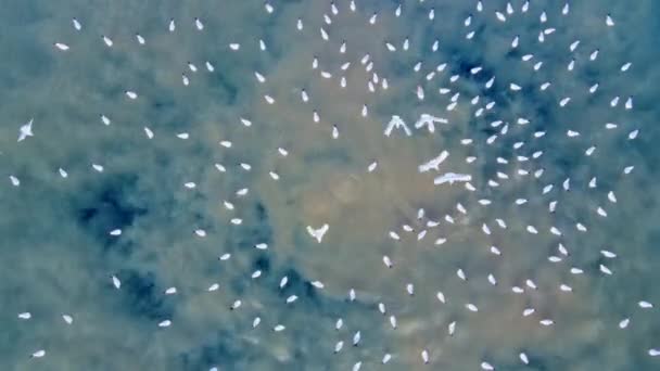 Аэрофотосъемка сброса сточных вод в море. — стоковое видео