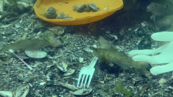 Poluição plástica da lagoa: peixes Goby entre os resíduos de plástico no fundo do mar. — Vídeo de Stock