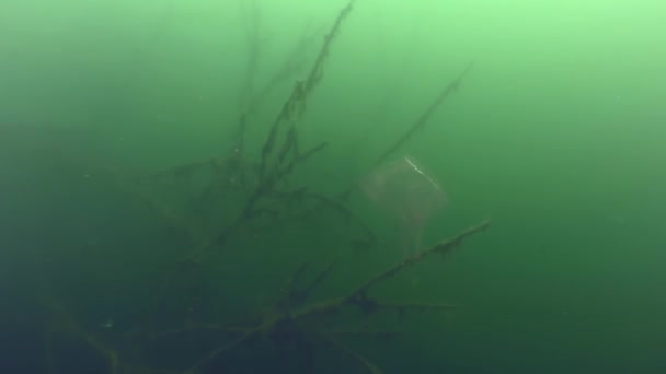 Pollution plastique : un sac en plastique sur une branche d'un arbre inondé. — Video