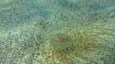 Kumlu zeminde açık renkli şakayık..