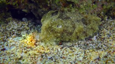 A small cuttlefish on the sandy seabed.