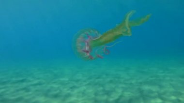 Poisonous jelly Mauve Stinger in the water column.