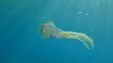 Noctiluca jellyfish floats in the water column.