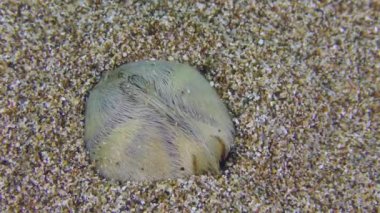 Common heart urchin buries itself in the sandy bottom.