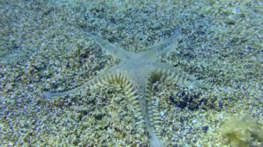 Sandy denizyıldızı kumlu bir toprağa gömülür..