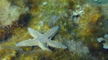 Sand Starfish on the bottom overgrown with algae.