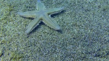 Kumlu bir deniz tabanında kum denizyıldızı.