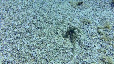 Kumlu zeminde Kırılgan Yıldız.