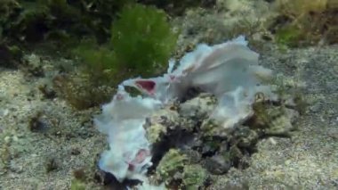 Orderlies of the sea - utilization of organic matter.