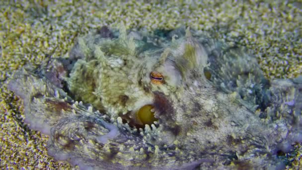 En liten bläckfisk på sandbotten. — Stockvideo
