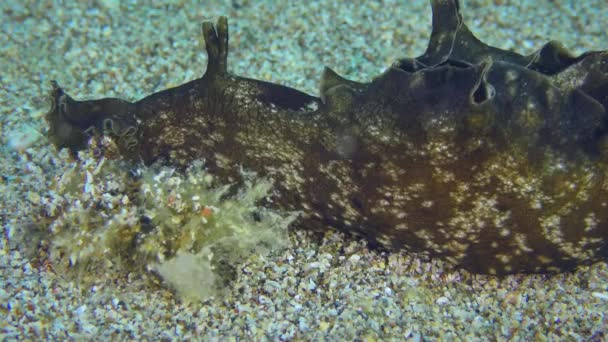 Lebre marinha come as algas. — Vídeo de Stock