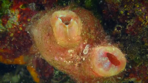 Giant pink ascidian on a stone, close-up. — Video