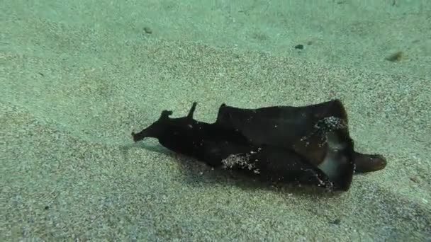 Sea Hare tries to take off from the bottom. — Stock video