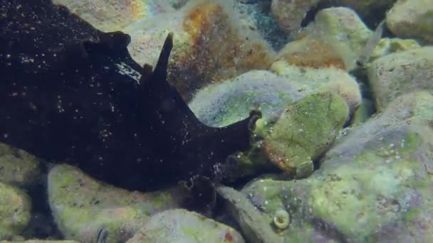 Sea Hare is looking for food in shallow waters. — Wideo stockowe