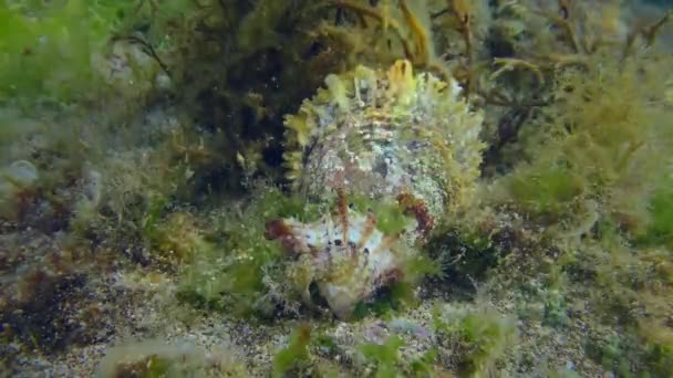 Jonge en volwassen pareloester op de zeebodem. — Stockvideo