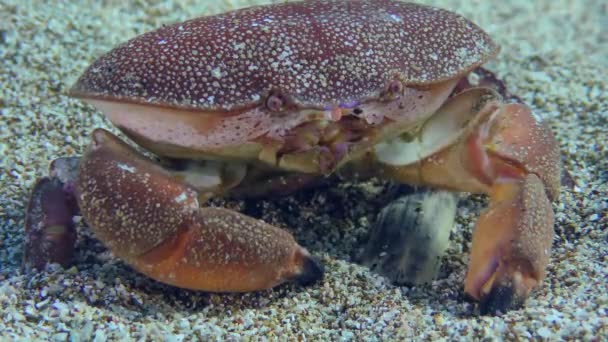 Kraba červeného na písečném mořském dně. — Stock video