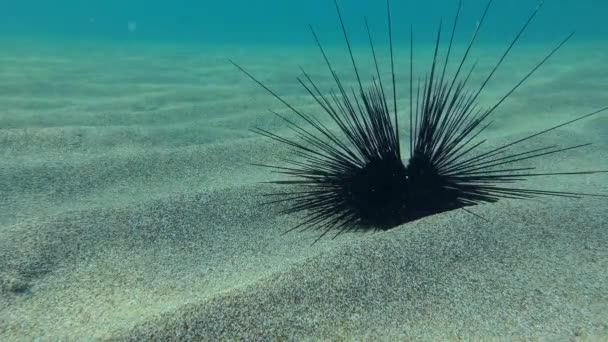Diadema mořský ježek na písčitém mořském dně. — Stock video
