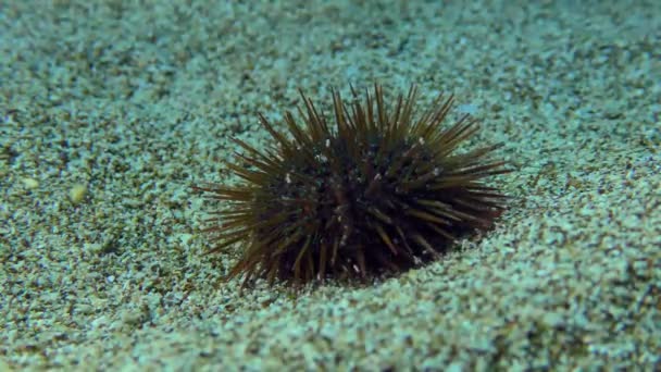 Purple Sea Urchin on the sandy seabed. — Stok video
