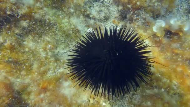 Oursin noir au fond envahi d'algues. — Video