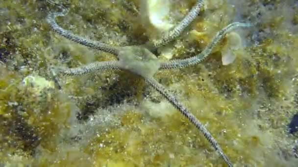 Estrella quebradiza en el fondo del mar cubierta de algas marrones. — Vídeo de stock